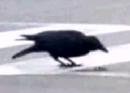 Clever Crows Cracking Nuts With Cars
