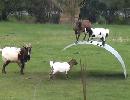 Goats Playing On Flexible Steel